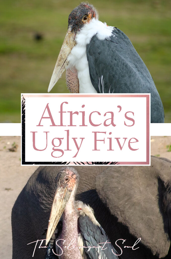 Famous animals in Africa - The Ugly Five, the shy five, the little five, the impossible 5 and the big five. The very best of the African Wildlife and where to find them during a Safari.