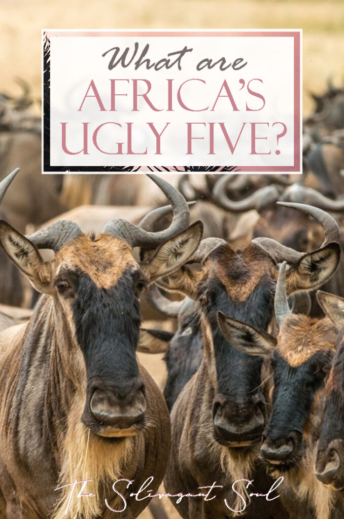 Famous animals in Africa - The Ugly Five, the shy five, the little five, the impossible 5 and the big five. The very best of the African Wildlife and where to find them during a Safari.