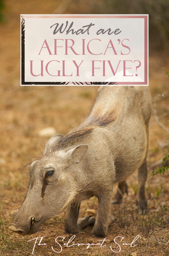 Famous animals in Africa - The Ugly Five, the shy five, the little five, the impossible 5 and the big five. The very best of the African Wildlife and where to find them during a Safari.