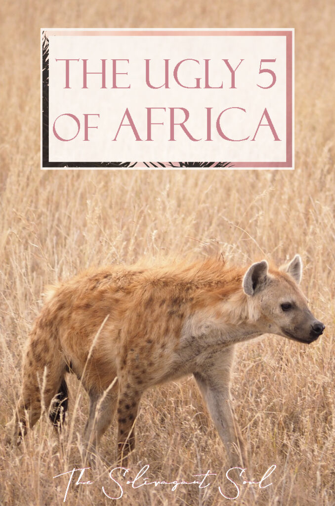 Famous animals in Africa - The Ugly Five, the shy five, the little five, the impossible 5 and the big five. The very best of the African Wildlife and where to find them during a Safari.